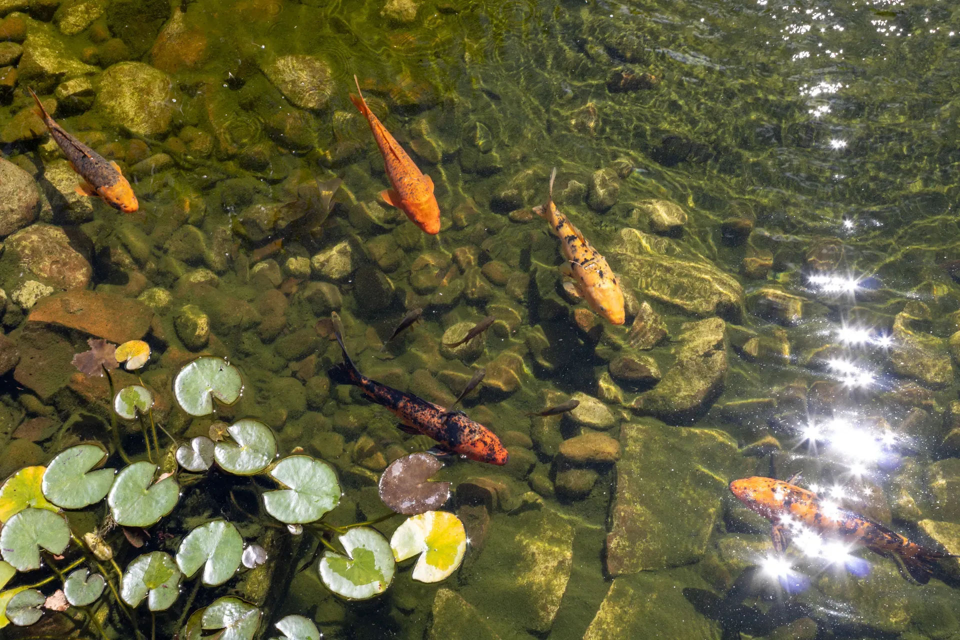 Koi and water lilies in a clear, rock lined recreational pond, illustrative of the finished ponds landowners plan
